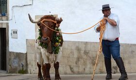 Ms de 150 actores figurantes y jinetes recrean fiesta del Toro de San Marcos de Brozas