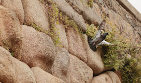 AAVV La Antigua de Mrida elogia la decisin del Ayuntamiento para controlar las palomas