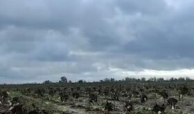 Apag Extremadura Asaja alerta de prdidas en el campo por continuos episodios de lluvias