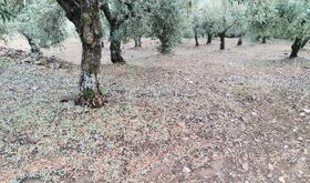 APAG Extremadura Asaja urge a Agroseguro celeridad ante daos provocados por tormentas