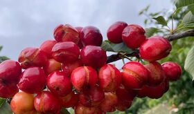 Unos 150 agricultores protestan en Cabezuela para pedir pago ayudas daos a cereza de 2024