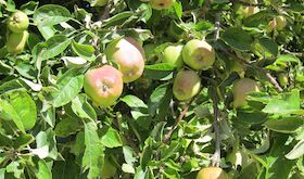 En Mrida Agroseguro presenta novedades del seguro de frutales para Extremadura