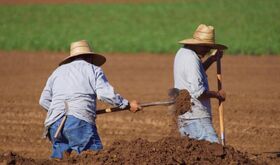Junta y Enesa intercambiarn datos para gestin y control de ayudas para seguros agrarios