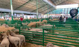 Feria de Zafra cierra con expectativas cumplidas y mirando a su plan de transformacin