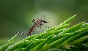 Junta otorga 334000 a ayudas a municipios para actuaciones prevencin Virus del Nilo