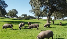 Junta ofrece su mximo apoyo al sector del porcino ibrico ante los aranceles de China