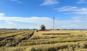 Mesa del Arroz de Extremadura alerta de la complicada situacin que atraviesa el sector