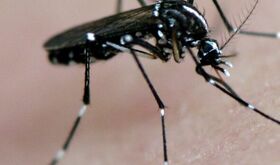 El SES confirma cuatro nuevos casos de fiebre del Nilo Occidental en Extremadura