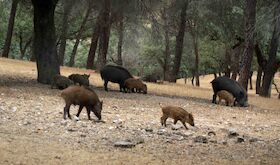 FEDEXCAZA propone medidas urgentes a la Junta ante expansin nacional de la peste porcina