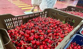 Abonado 2 pago de la ayuda excepcional al sector de la cereza dotado con 904000 euros