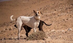 Pacma plantea nueva ley que site a Extremadura a la vanguardia de la proteccin animal