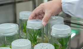 Pacma plantea situar Extremadura a la cabeza de la biotecnologa vegetal
