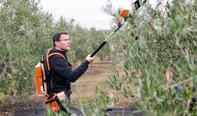 Gallardo pasa la jornada de reflexin recogiendo aceitunas en una parcela familiar