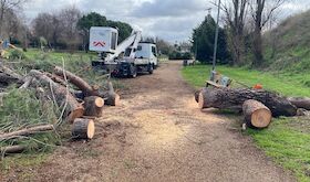 La borrasca Kristin dej 286 rboles afectados a su paso por Mrida