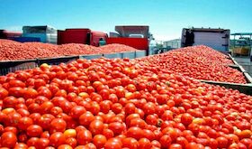 UPAUCE alerta intento industria privada de pagar precios ruinosos a productores tomate