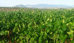 Convocado I Premio Nacional de Periodismo Ruta del Vino y Cava Ribera del Guadiana