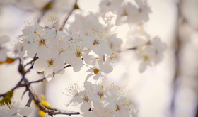El Cerezo en Flor protagonista en Canal Extremadura