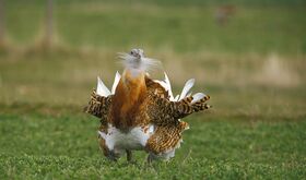 Aragn y Extremadura impulsan modelos agrarios compatibles con biodiversidad en Red Natura