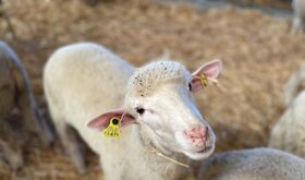 La Junta abona diversas ayudas al ovino y caprino con ms de 315M a unos 6000 ganaderos