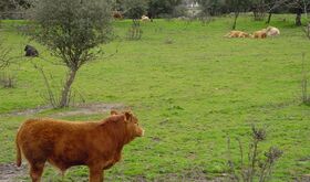 Junta abona 20 millones de ayudas agroambientales a 5000 agricultores y ganaderos