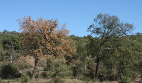 Sistema alerta online de Cicytex sobre patgeno que causa seca en encinas y alcornoques