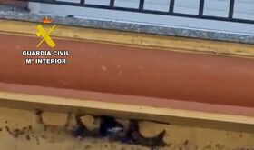 Investigado vecino de Monesterio por destruir nidos de especie protegida de avin comn