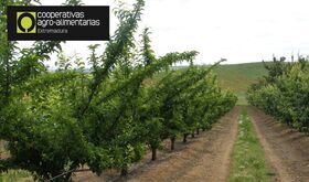 Cooperativas prev produccin superior a 266000 toneladas en esta campaa fruta de hueso