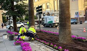 Ayuntamiento Badajoz inicia plantacin de 22000 flores de temporada en distintos espacios