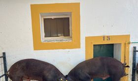 El Censyra subasta 29 sementales porcinos Duroc con un precio de salida de 700 euros 