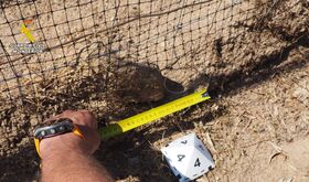 Un investigado por usar lazos prohibidos para la caza de conejos en Sierra de Montnchez