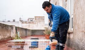 Ayuntamiento de Mrida licita instalacin de 50 jaulas para controlar poblacin de palomas