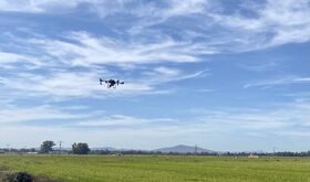 La Junta inicia el tratamiento fitosanitario para el control de la pudenta del arroz
