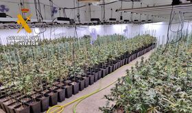 Desmantelada en Valverde de Mrida plantacin con casi un millar de plantas de marihuana