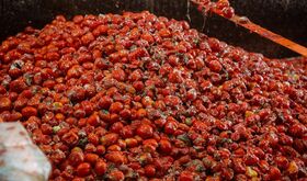 La Tomatina de Buol contar con 150000 kilos de tomates de cultivos de Badajoz