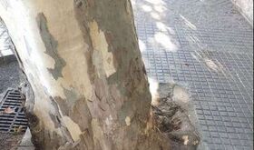 Mapeo Aqu falta un rbol detecta ms 1087 incidencias en el arbolado urbano de Cceres