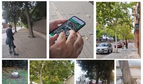 Municipios extremeos se suman a iniciativa para detectar problemas sobre arbolado urbano