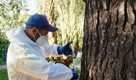 Ayuntamiento de Badajoz trata preventivamente contra procesionaria pino en 250 rboles