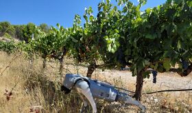 Ctaex presenta un perro robot para explorar nuevas aplicaciones de la Agricultura 50