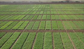 Plazo para asegurar campaa cultivos herbceos y viedo con mdulos invierno acaba da 20