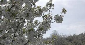 La floracin en el Valle del Jerte anuncia las mejores cerezas 