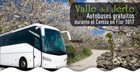 Cuatro rutas gratuitas en bus vertebrarn el Valle del Jerte durante el Cerezo en Flor