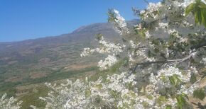 El Valle del Jerte y Japn los destinos favoritos para ver la floracin del cerezo