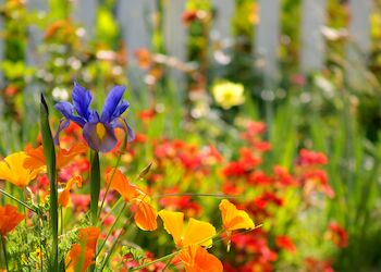 La primavera ya llegó