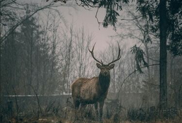 Tertulia cinegética divulgativa de la campeona de caza Ana Mª Verdasco Alfonso en Badajoz 
