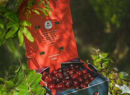 La DOP Cereza del Jerte comienza a certificar las primeras picotas de la temporada 
