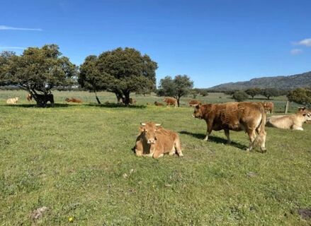 Investigadores UEx analizan huella de carbono de ganadera extensiva en dehesa extremea