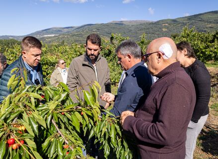 Snchez Cotrina exige ayudas urgentes para los cereceros afectados por las lluvias
