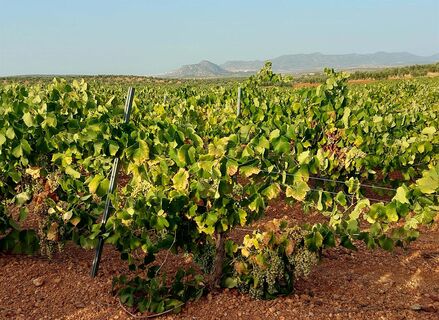Clygal y Apag suscriben acuerdo para defender un precio justo por la cosecha de cava