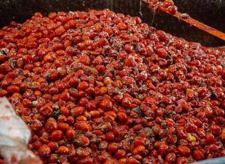 La Tomatina de Buol contar con 150000 kilos de tomates de cultivos de Badajoz