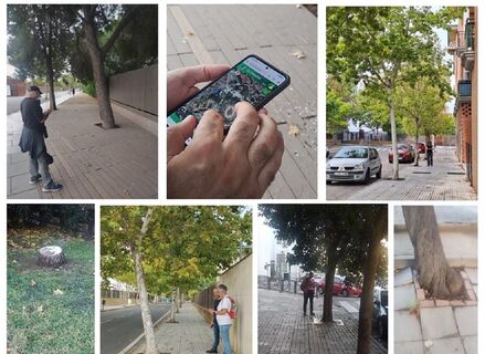 Municipios extremeos se suman a iniciativa para detectar problemas sobre arbolado urbano